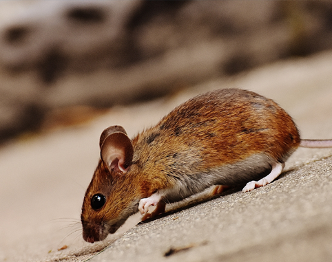 Rodent Control Punta Gorda