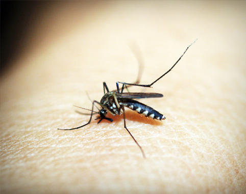 Mosquito Control Punta Gorda